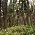 Цаговский лес