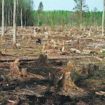 Последствия неконтролируемых вырубок леса